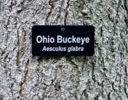 4x2 Tree Tag